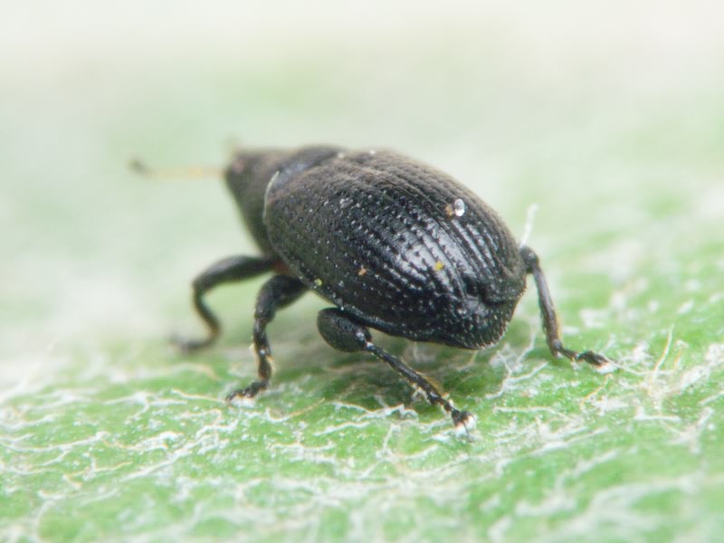 Rhamphus oxyacanthae Marsham, 1802